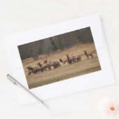 Elch Herd Rectangle Aufkleber (Umschlag)