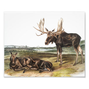 Elch-Illustration (Servus alces) Fotodruck