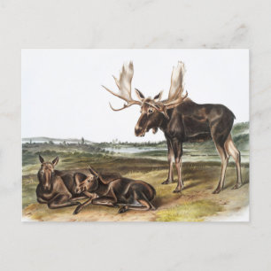 Elch-Illustration (Servus alces) Postkarte