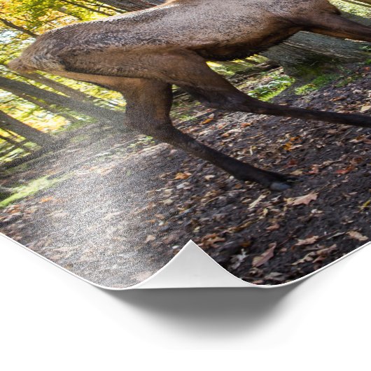 Elch im Herbst Fotodruck (Ecke)