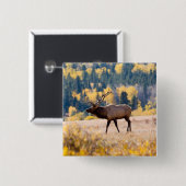 Elch im Rocky Mountain National Park, Colorado Button (Vorne & Hinten)