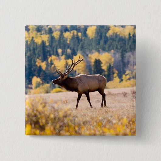 Elch im Rocky Mountain National Park, Colorado Button (Vorderseite)