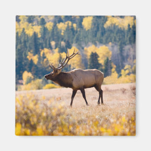 Elch im Rocky Mountain National Park, Colorado Magnet