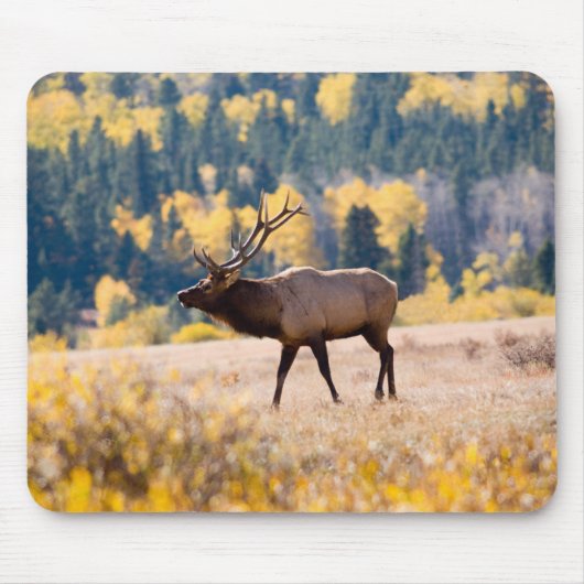 Elch im Rocky Mountain National Park, Colorado Mousepad (Vorne)