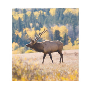 Elch im Rocky Mountain National Park, Colorado Notizblock