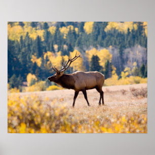 Elch im Rocky Mountain National Park, Colorado Poster