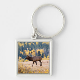 Elch im Rocky Mountain National Park, Colorado Schlüsselanhänger