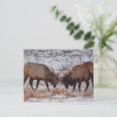 Elch im Rocky Mountain Nationalpark Postkarte (Stehend Vorderseite)