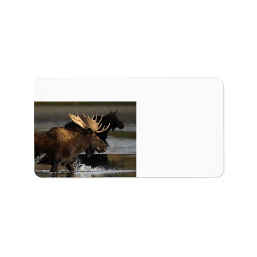 Elch im Wasser Adressaufkleber (Vorne)