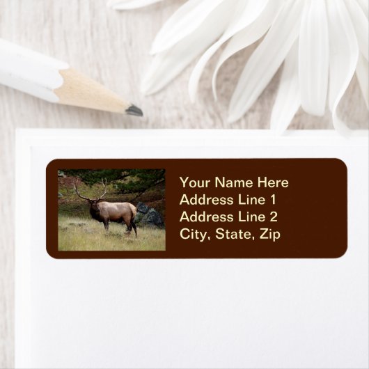 Elch im Wilden (Insitu)