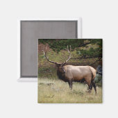 Elch im Wilden Magnet (Vorderseite/Rückseite)