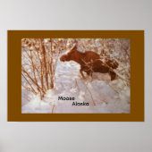 Elch in Alaska Poster (Vorne)