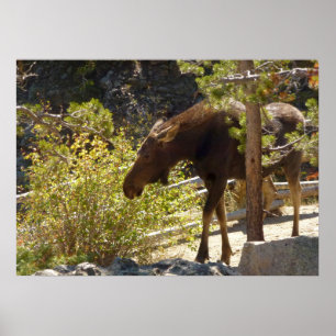 Elch in den Rocky Mountains Poster