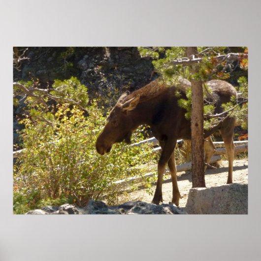 Elch in den Rocky Mountains Poster (Vorne)