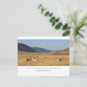 Elch in einem Feld Postkarten (Stehend Vorderseite)