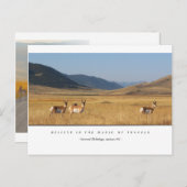 Elch in einem Feld Postkarten (Vorne/Hinten)