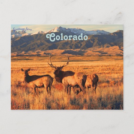 Elch in Grasland und Dünen in Colorado Postkarte (Vorderseite)