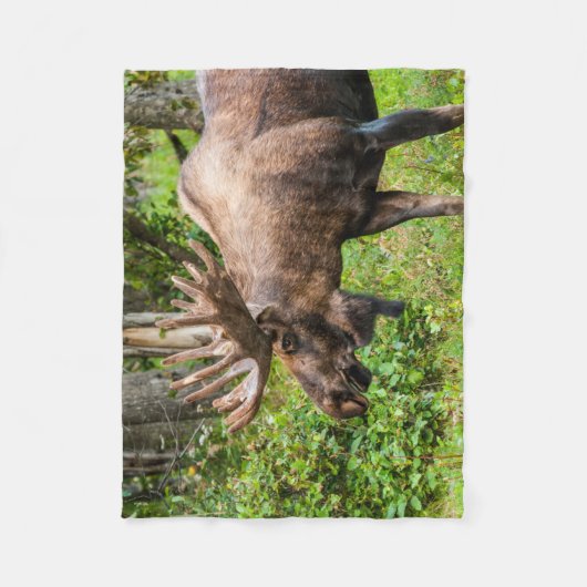 Elch | Kenai Halbinsel, Alaska Fleecedecke (Vorderseite)