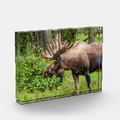 Elch | Kenai Halbinsel, Alaska Fotoblock (Links)