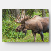 Elch | Kenai Halbinsel, Alaska Fotoplatte (Vorderseite)