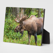 Elch | Kenai Halbinsel, Alaska Fotoplatte (Seite)