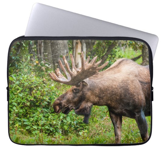 Elch | Kenai Halbinsel, Alaska Laptopschutzhülle (Vorderseite)