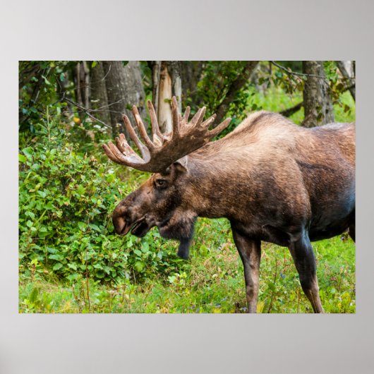 Elch | Kenai-Halbinsel, Alaska Poster (Vorne)