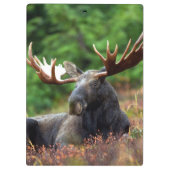 Elch Klemmbrett (Rückseite)