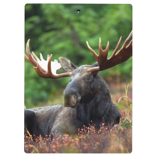 Elch Klemmbrett (Rückseite)