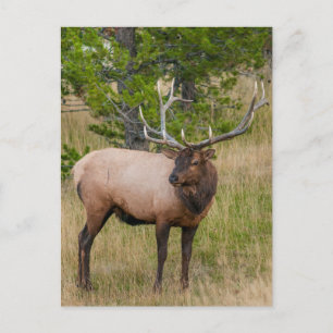 Elch Lake Village Yellowstone Nationalpark Wyoming Postkarte