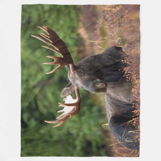 Elch, Land, Wildtiere, Foto, Gewohnheit Fleecedecke (Vorderseite)