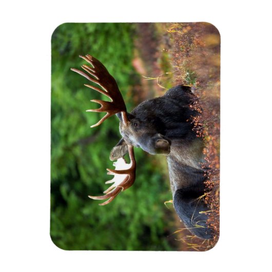 Elch Magnet (Vertikal)