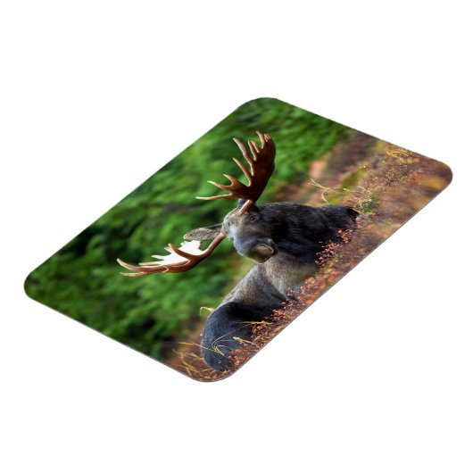 Elch Magnet (Linke Seite)