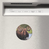 Elch Magnet (In Situ (Geschirrspüler))