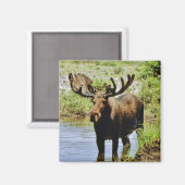 Elch Magnet (Vorderseite/Rückseite)