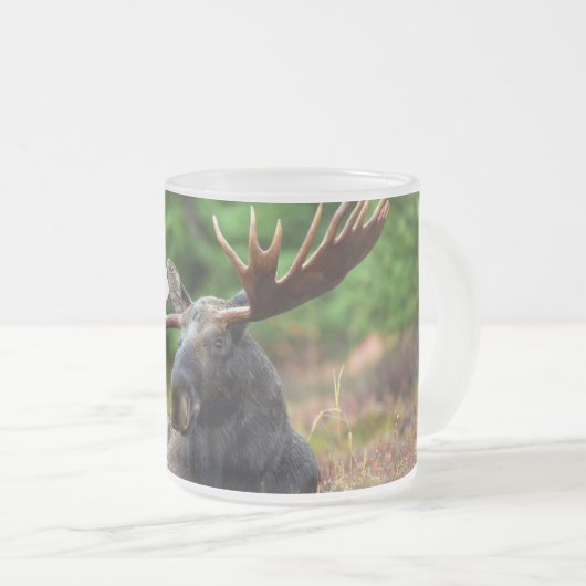 Elch Mattglastasse (VorderseiteRechts)