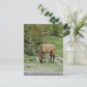Elch mit Samt Antler Postkarte (Stehend Vorderseite)