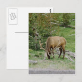 Elch mit Samt Antler Postkarte (Vorne/Hinten)