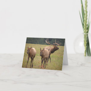 Elch Note Card Karte