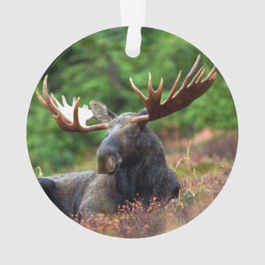 Elch Ornament (Rückseite)
