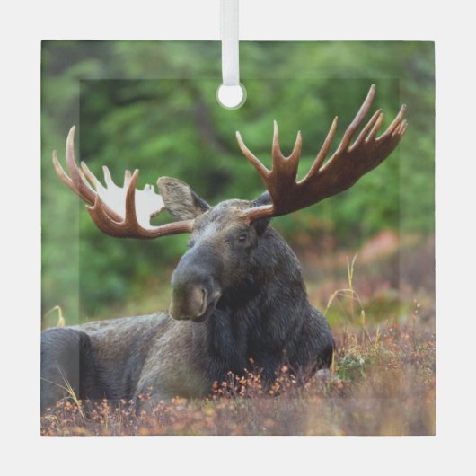 Elch Ornament Aus Glas (Vorderseite)
