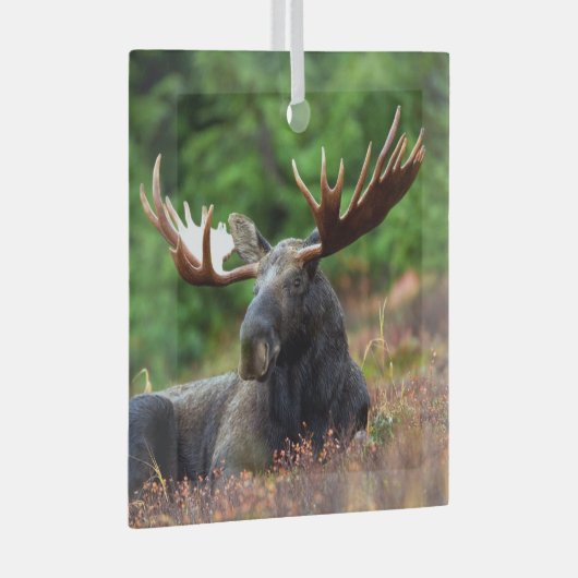 Elch Ornament Aus Glas (Vorderseite Rechts)