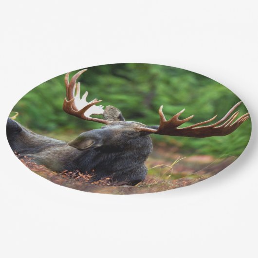 Elch Pappteller (Schrägansicht)