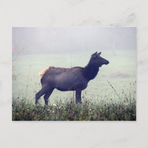 Elch Postcard Postkarte