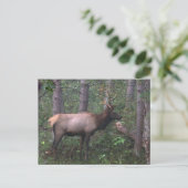 Elch Postcard Postkarte (Stehend Vorderseite)