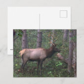 Elch Postcard Postkarte (Vorne/Hinten)