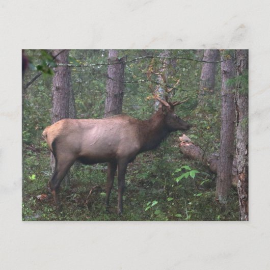 Elch Postcard Postkarte (Vorderseite)