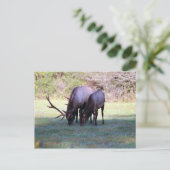 Elch Postcard Postkarte (Stehend Vorderseite)