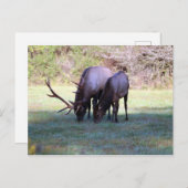 Elch Postcard Postkarte (Vorne/Hinten)