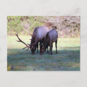 Elch Postcard Postkarte (Vorderseite)